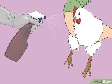 7 modi naturali per sbarazzarsi degli acari degli uccelli sul pollo umano