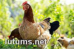 Acquisto di attrezzature per pollame: 10 fattori cruciali da considerare