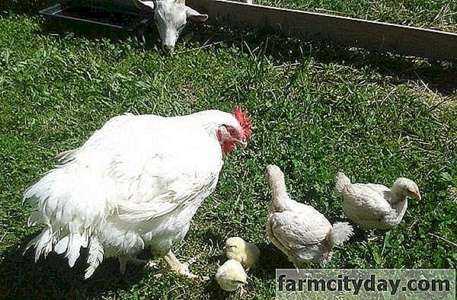 Avvio di una fattoria di pollame Licenze, Permessi di assicurazione