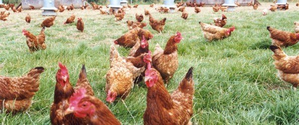 Quanto costa avviare un'attività di allevamento di pollame
