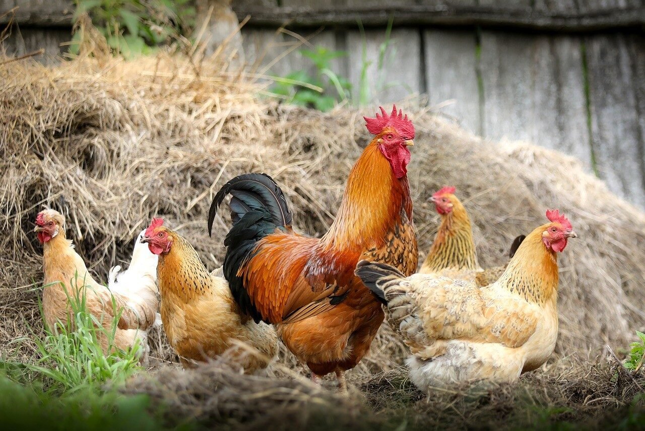 Un modello di business plan per l’allevamento di pollame