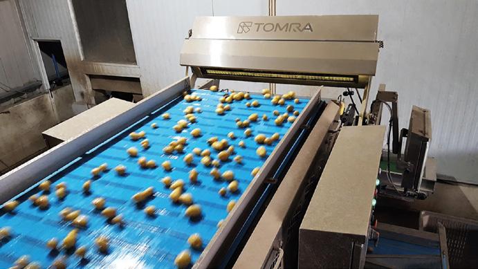 Incredibile linea di produzione automatica di patatine fritte al mondo Tecnologia moderna per la lavorazione degli alimenti