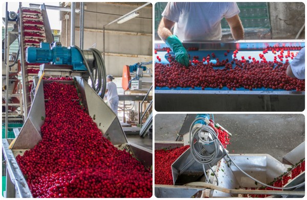 Processo di produzione della marmellata di frutta |  Incredibile linea di produzione di marmellata di frutta |  Come si fa la marmellata di frutta